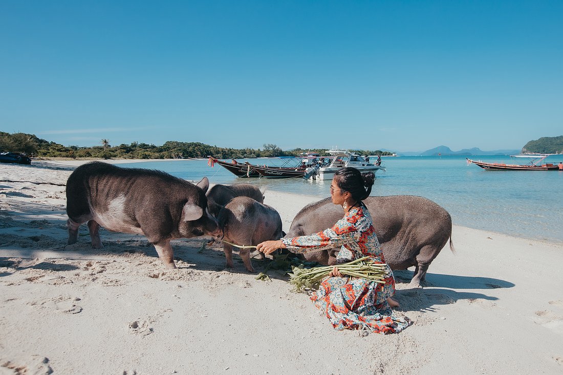 Schweine am Strand füttern auf der Insel Koh Madsum in der Nähe von Koh Samui