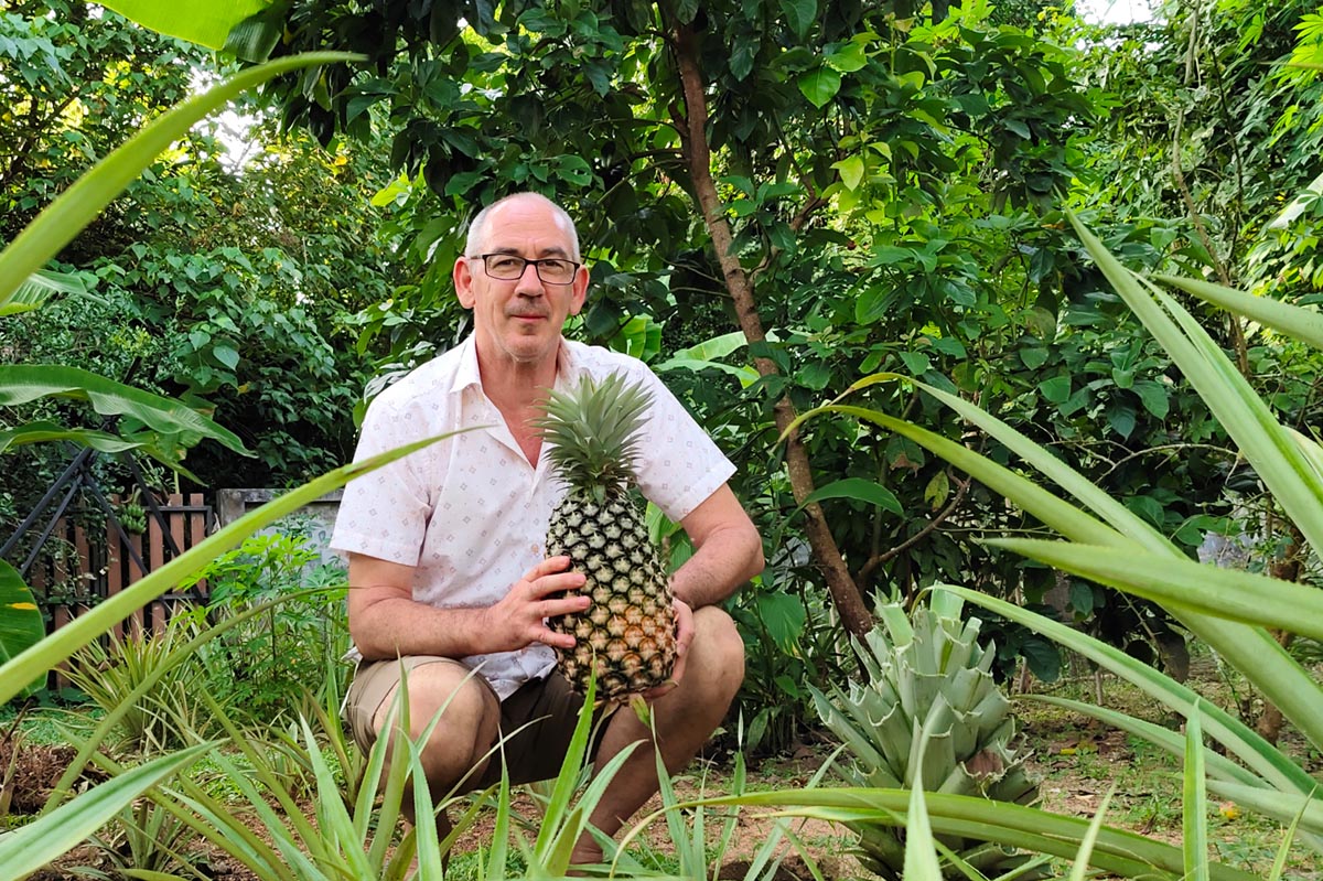 Ananas im thailändischen Garten