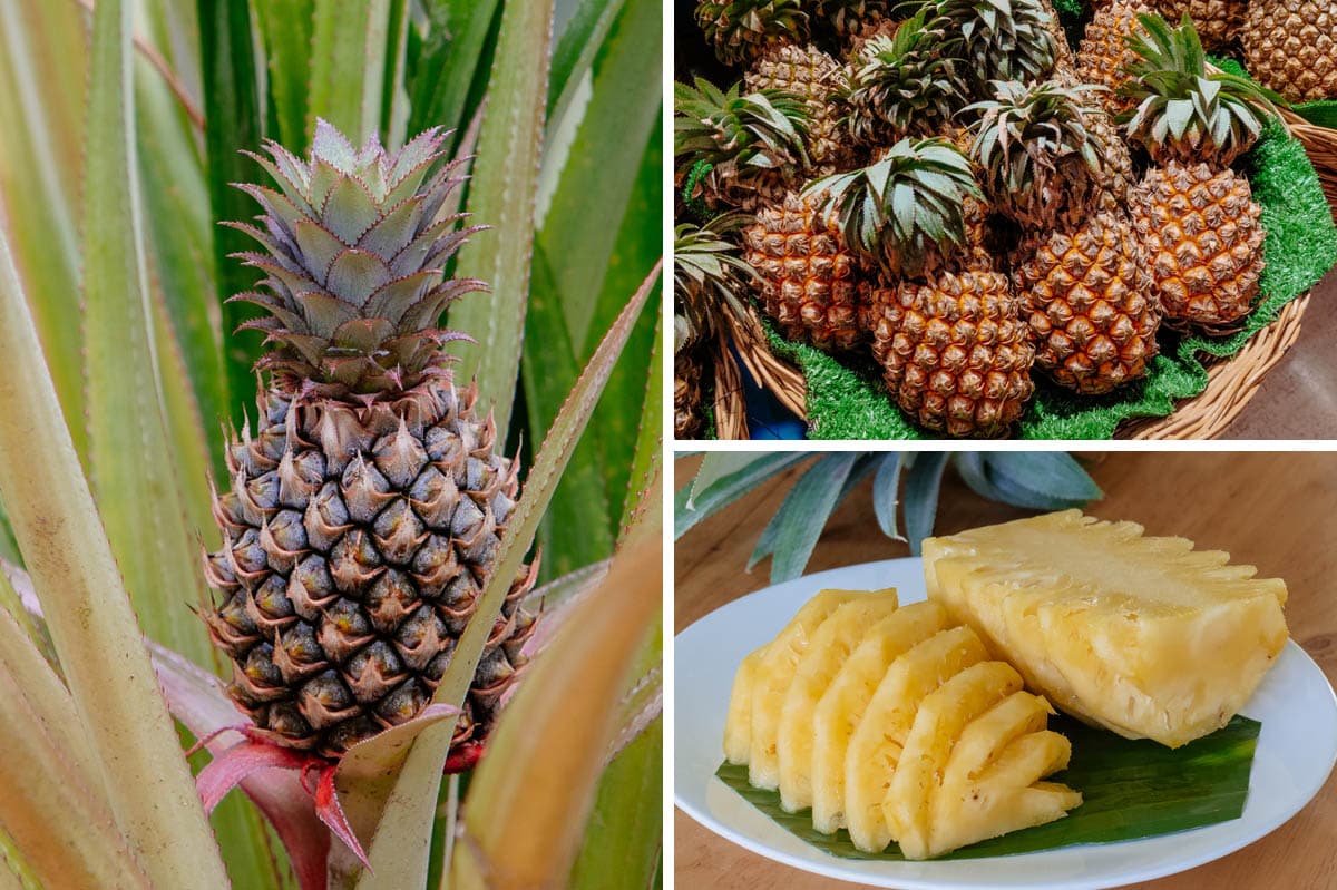 Die Ananas nennt sich in Thailand Sapparot