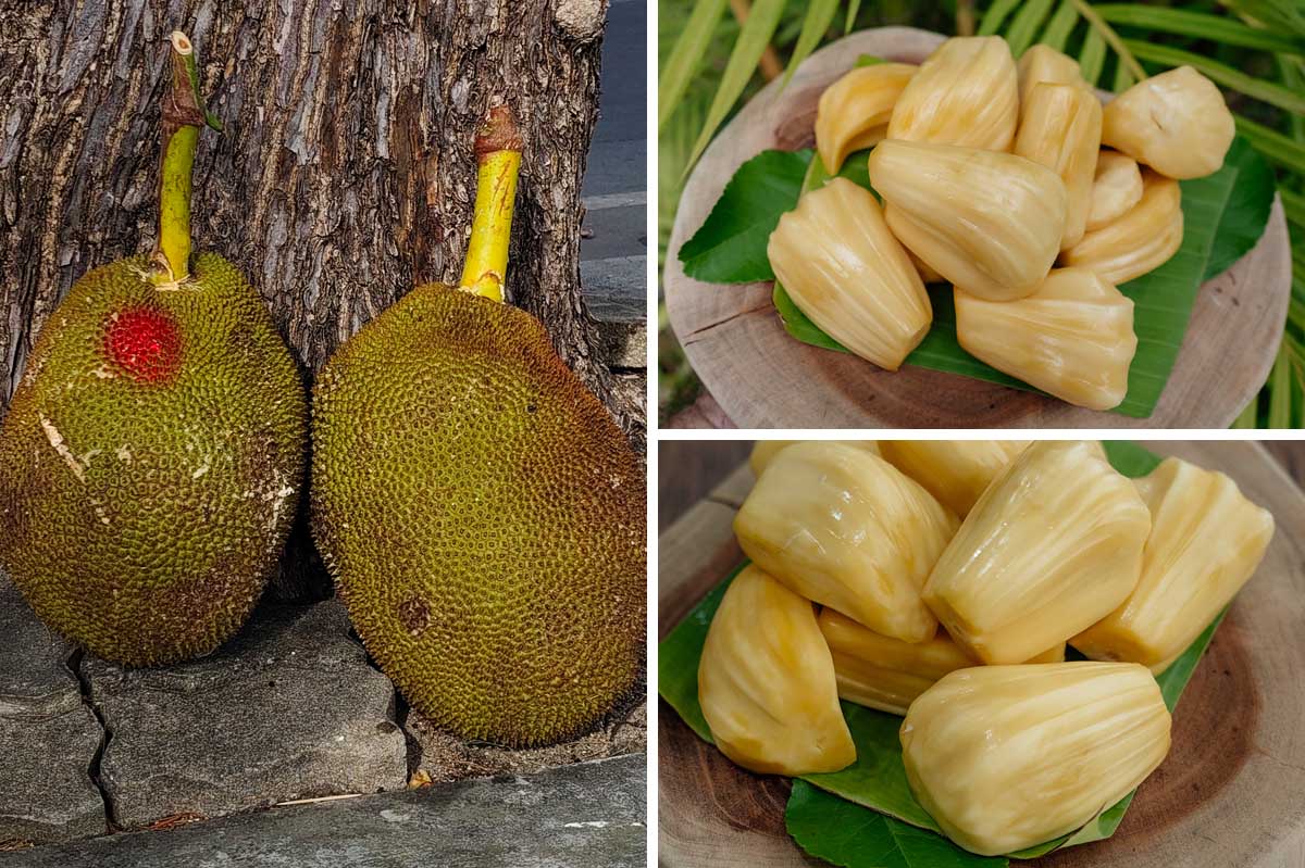 Die Jackfruit ist ein wahrer Gigant unter Thailands Früchten