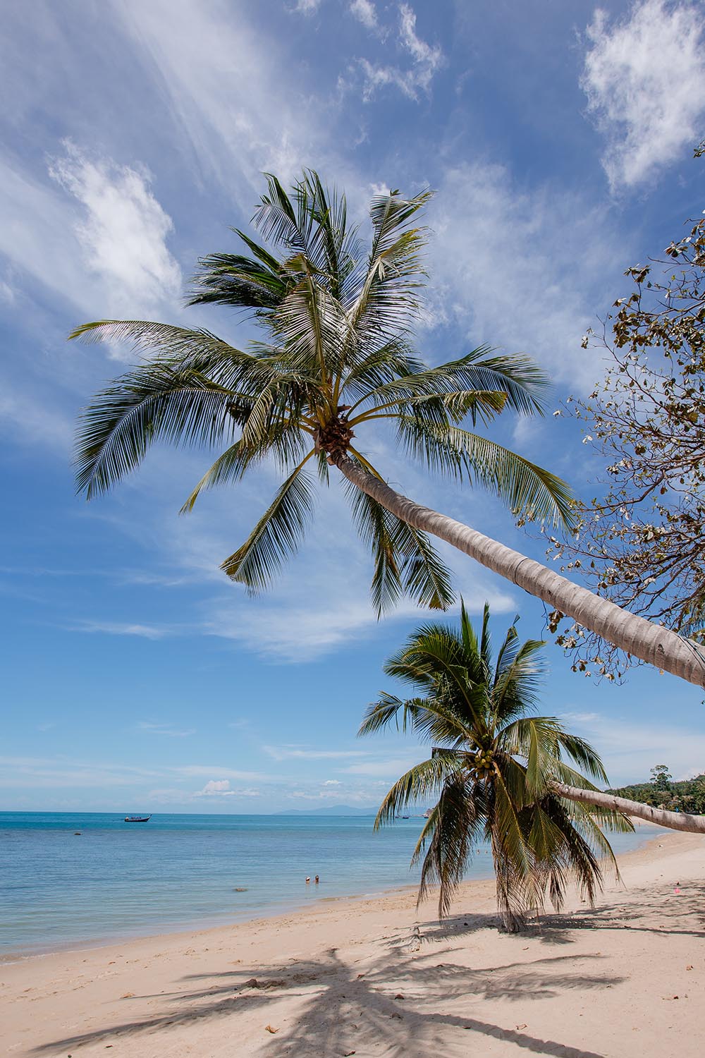 Kokos Palmen am Lamai Beach