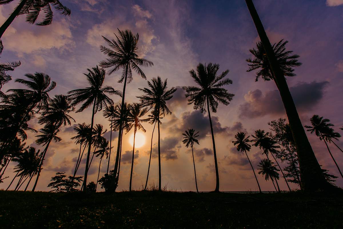 Sunset und Kokospalmen im Abendlicht auf phuket