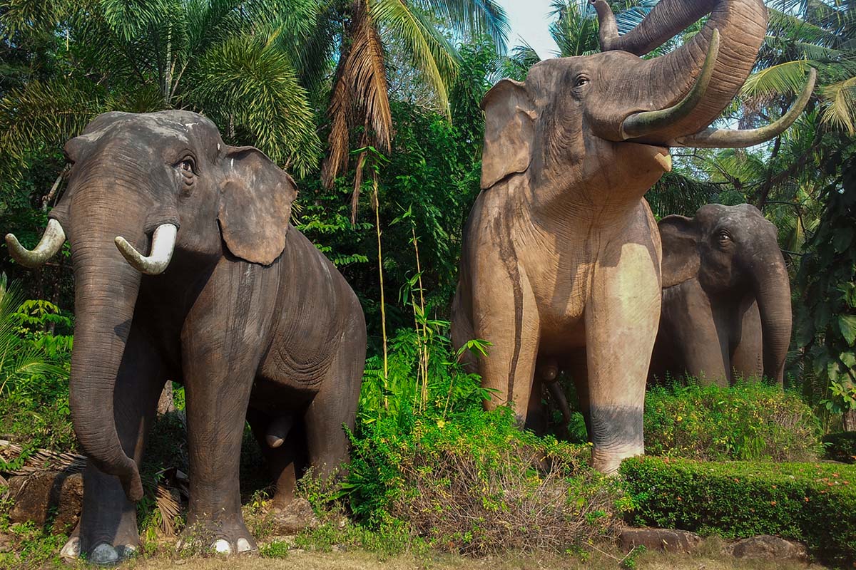 Elefanten auf der Elefanteninsel Koh Chang