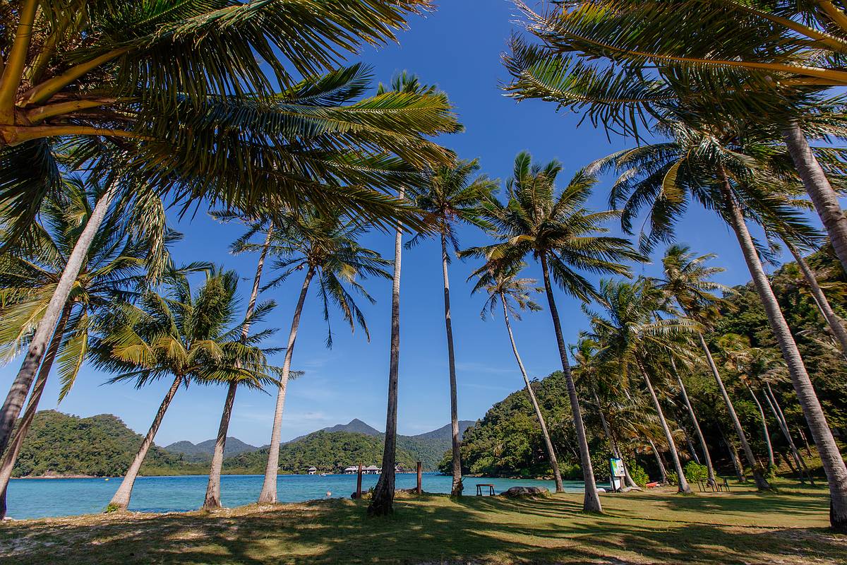 Kokospalmen in der Morgensonne Koh Ngam Thailand