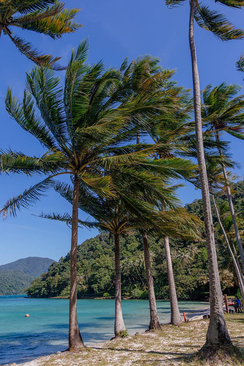 Kokospalmen wiegen sich sanft im Wind auf der Insel Koh Ngam, die nur 200 Meter vor Koh Chang liegt