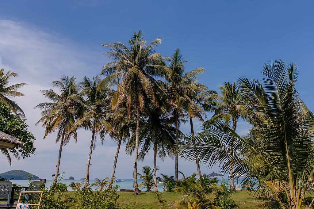 Kokos Palmen auf Koh Mak