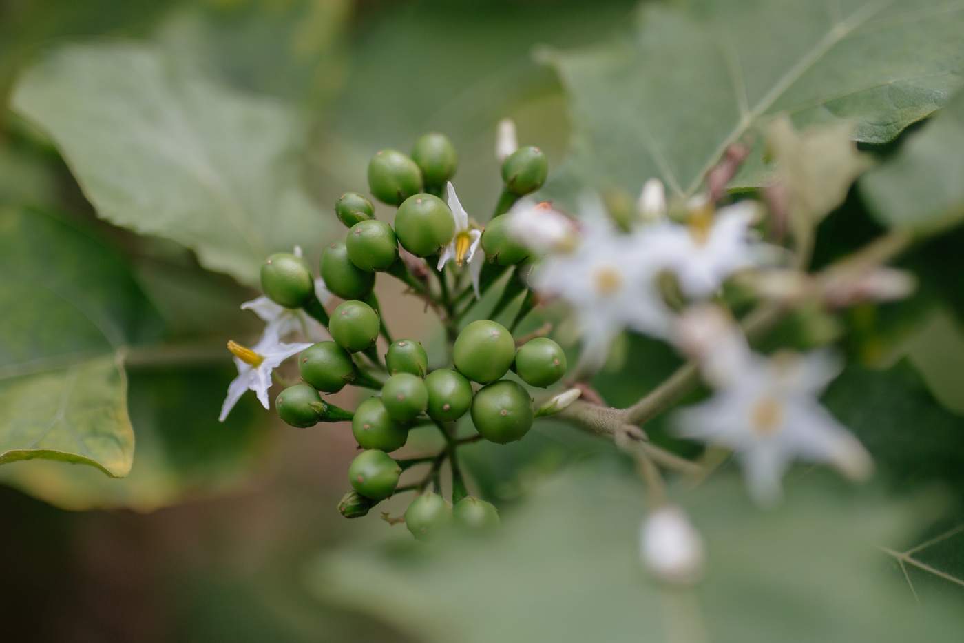 Erbsenauberginen die bei uns im Garten wachsen.