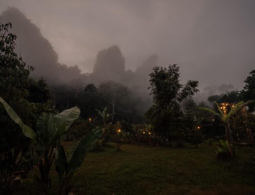 Dengue-Fieber in Thailand – Symptome, Schutz, Impfung und alles, was Reisende wissen sollten